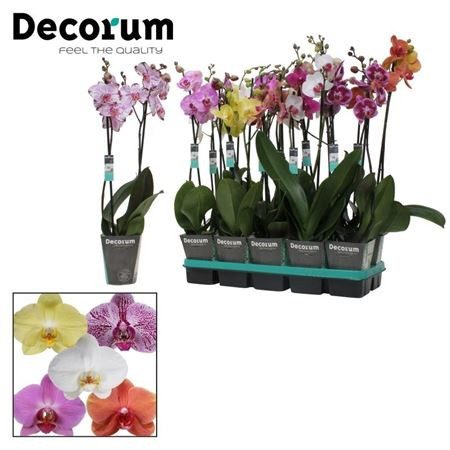 Phal 2-tak Decorum Mix 12/75