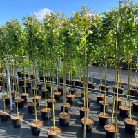 Salix Cap Kilmarnock 15/55