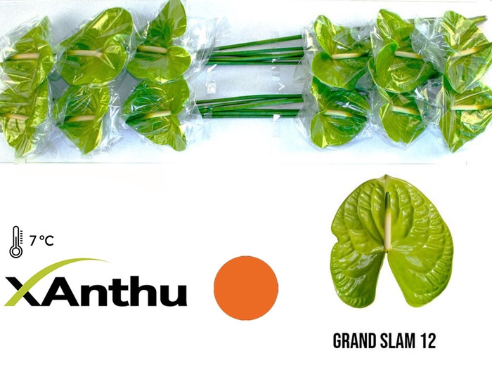 Anthurium Mix -1