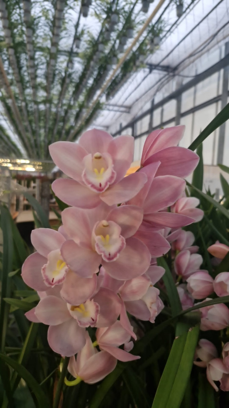 Cymbidium Pink 12/50