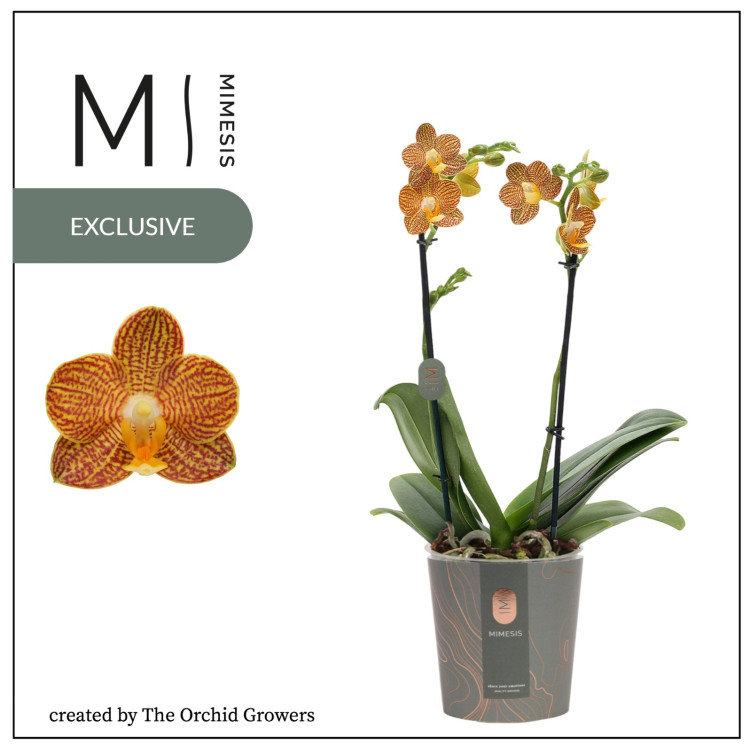 Phal 1-tak Summer Mix 12/65