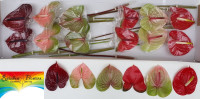 Anthurium S Mix X12