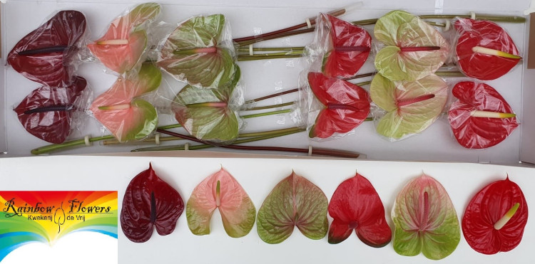 Anthurium S Mix X12