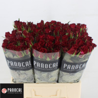 Rose Burgundy 60 sm
