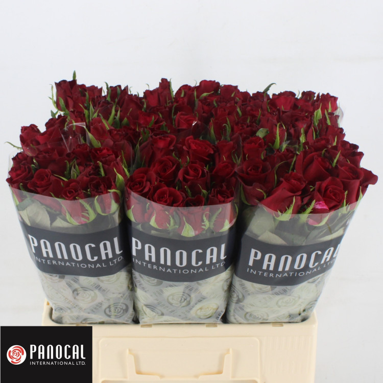 Rose Burgundy 60 sm