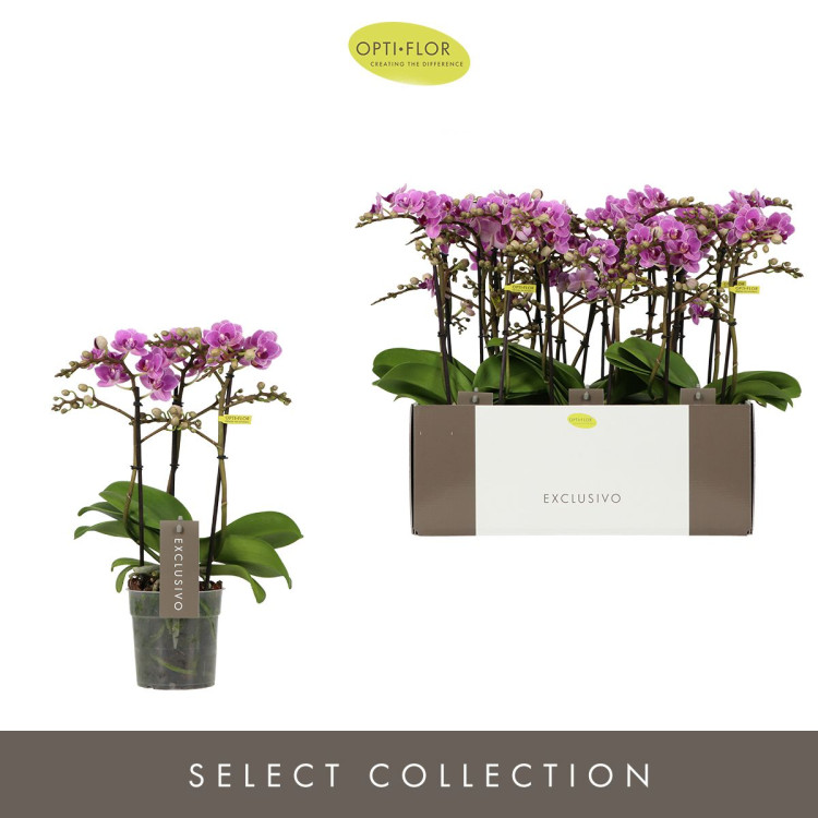 Phal 2/3-tak Butterfly Violet Queen 12/45