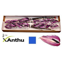 Anthurium purple
