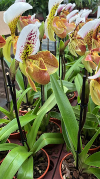 Paphiopedilum Overig 12/45