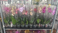 Phal A2 1-tak Phalaenova Mix 12/65