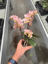 Phal 2-tak Fragrance Cherry Bloss 12/35
