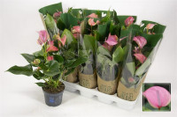 Anthurium Lilli 10/30
