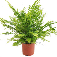 Nephrolepis Ex Green Momen 17/45