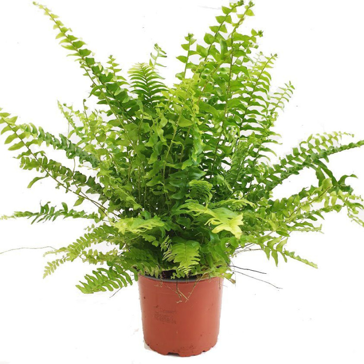 Nephrolepis Ex Green Momen 17/45