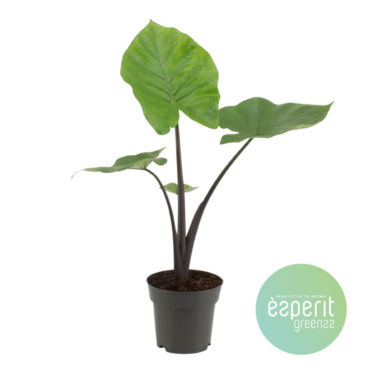 Alocasia Black 17/80