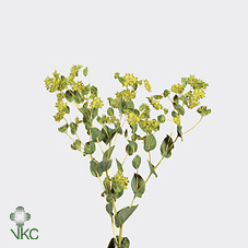 Bupleurum Rotundifol