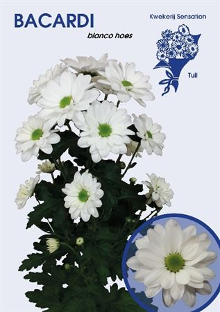 Chr T Bacardi 2b Flowers