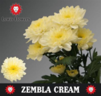 Chr T Zembla Cream Lewis