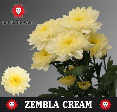 Chr T Zembla Cream Lewis