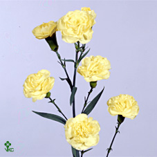 Di Tr Guernseyellow