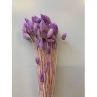 Phalaris Lavender