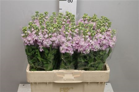 Matth Centum Pink