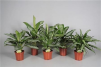 Aglaonema Mix