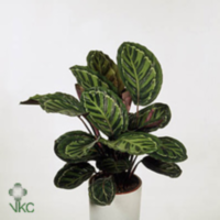 Calathea Roseopicta Illustris