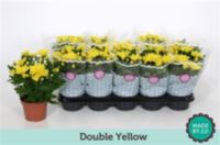 Chrysanth Yellow (clock)