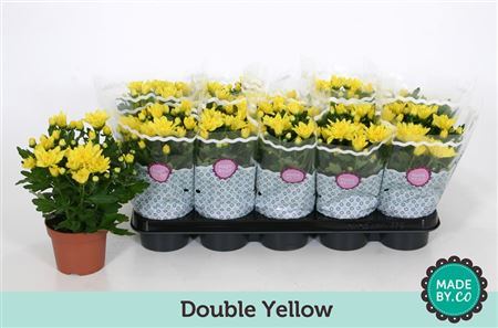 Chrysanth Yellow (clock)