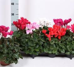 Cyclamen Super Leopardo 13/27