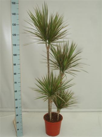 Dracaena Marg Bicolor 90/60/30