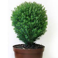Thuja O Teddy 13/30