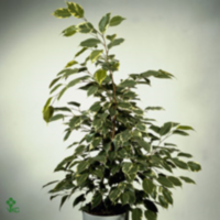 Ficus Be Golden King