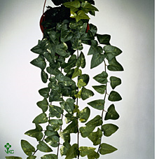 Hedera He Mein Herz