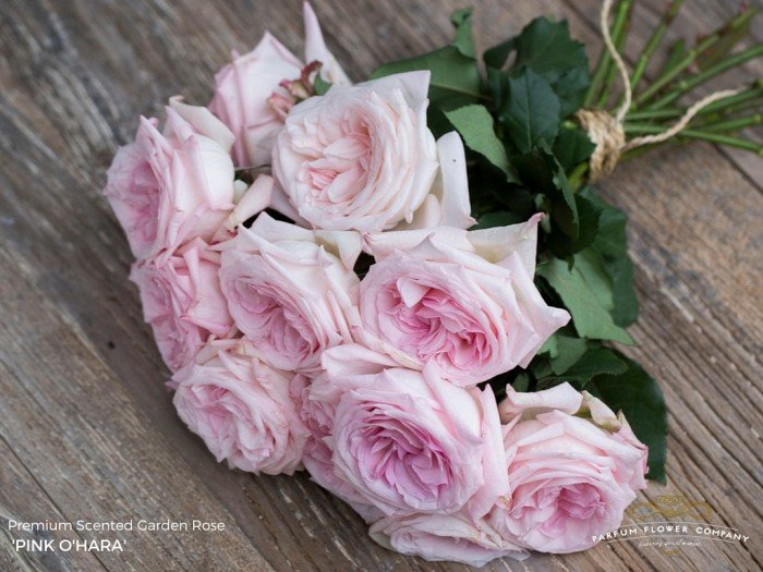 Rose Scented Garden Patchouli 50 sm