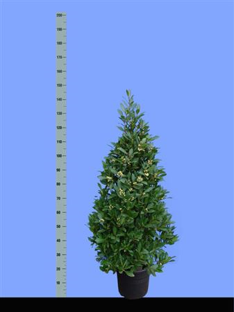 Laurus Nobelis Pyramide