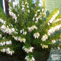 Erica Darley White Perfection 11/17