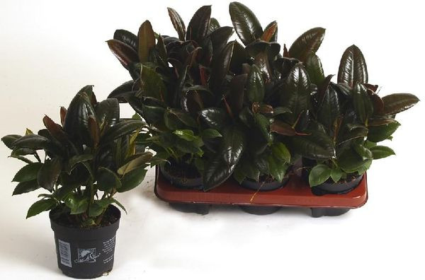 Ficus Be Royal Mix 3-4 Srt 14/55