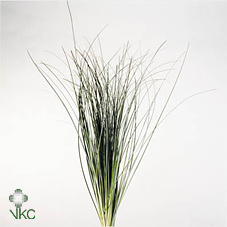 Beargrass Xxl 60