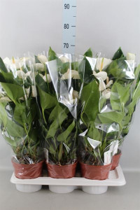 Anthurium Success White 17/50