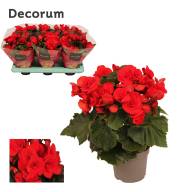 Begonia Baladin Decorum 13/32 - зображення_viber_2025-03-09_14-49-10-687