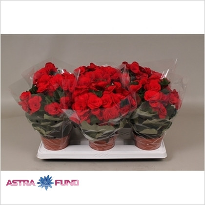 Begonia Baladin Decorum 13/32