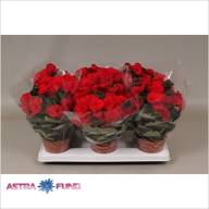 Begonia Baladin Decorum 13/32 - 0d02b2bf20.begonia-baladin