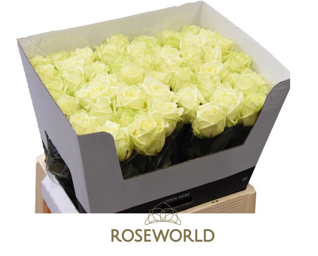 Rose Omani 60 sm
