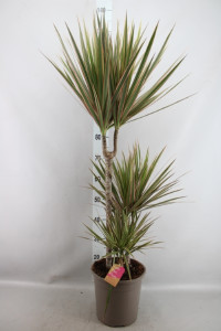Drac Marginata Bikolor 3pp 24/120