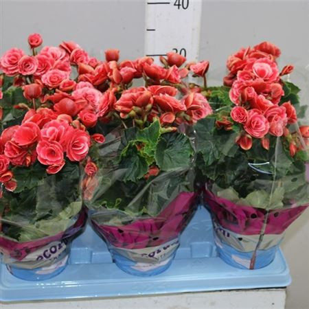 Begonia Du Borias Dark 14/35