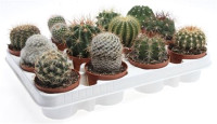 Cactus Mix Showdoos (ca6001) 506/10