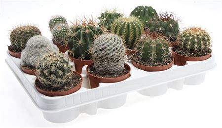 Cactus Mix Showdoos (ca6001) 506/10