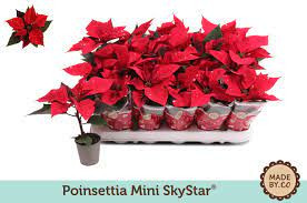 Euphorbia Skystar 510/32
