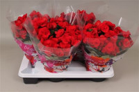 Begonia Du Baladin 17/35